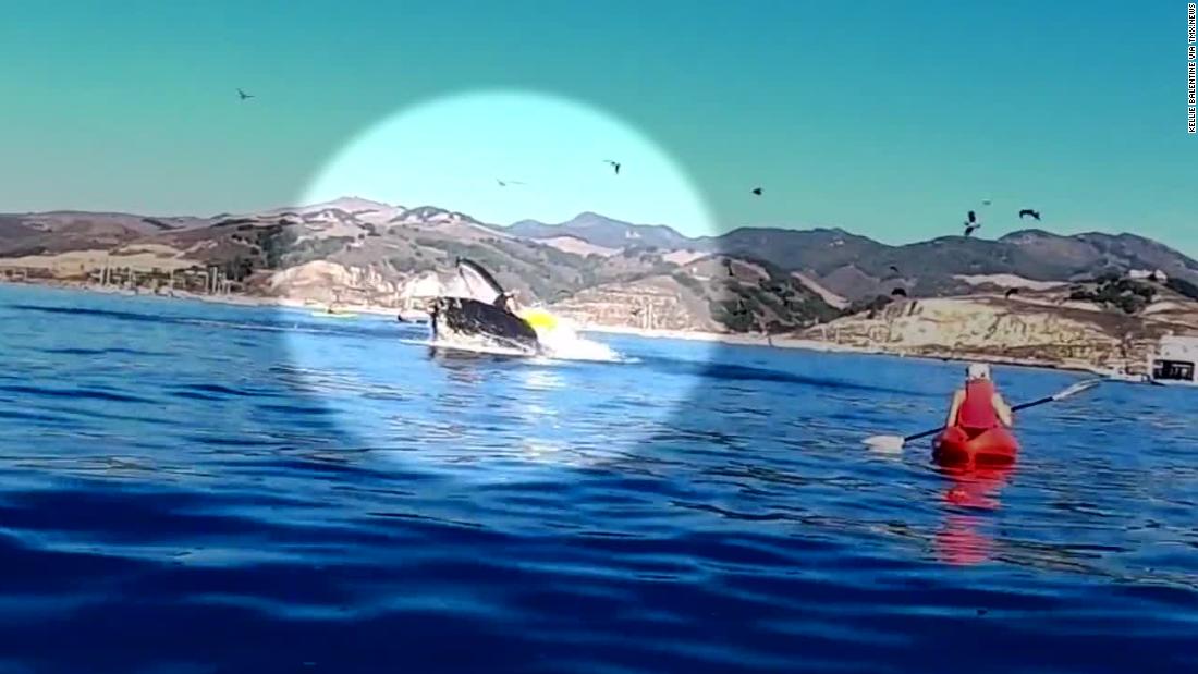 Whale, that was close!: humpback appears to overturn kayakers in California