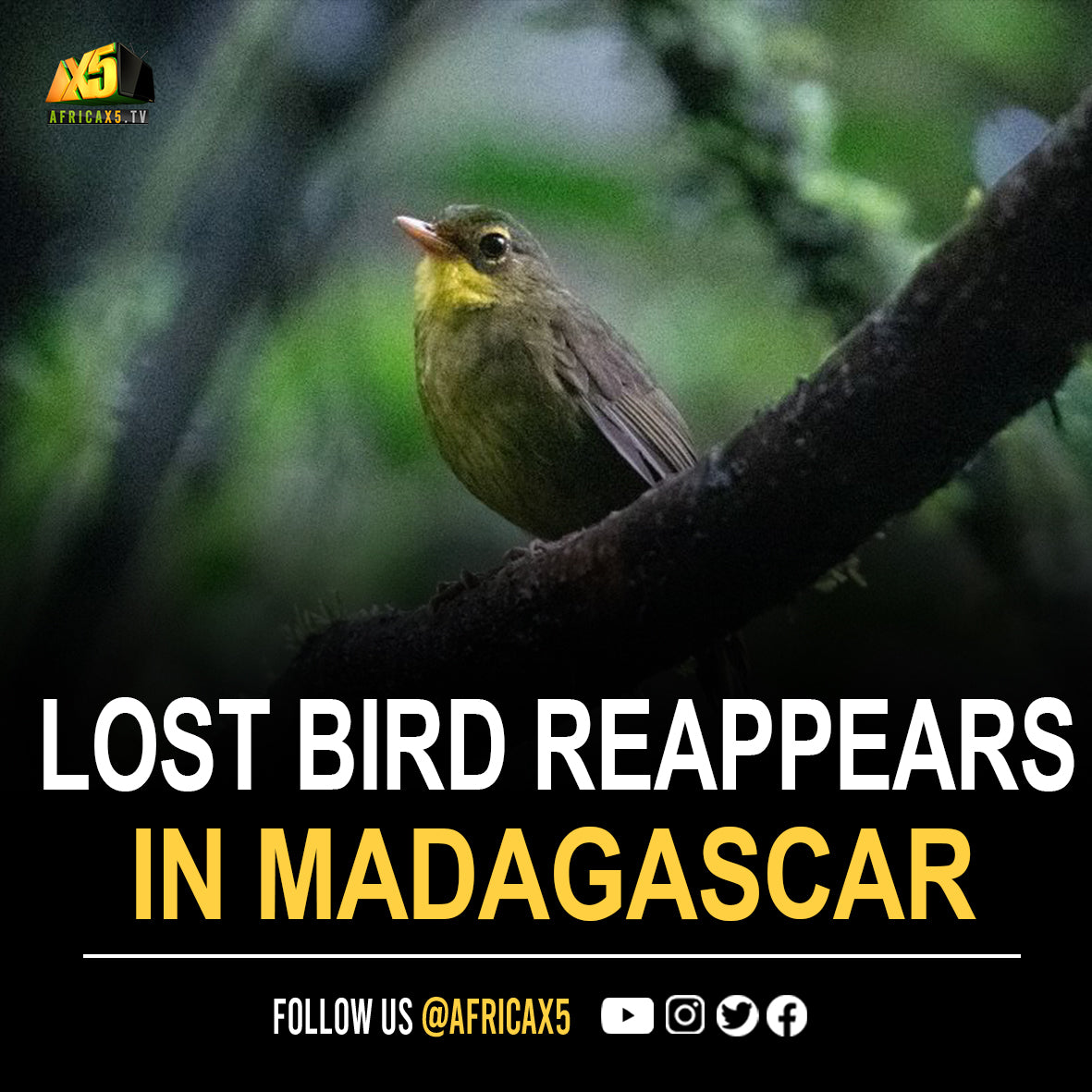After a 24-year game of hide-and-seek, the dark tetraka, a small passerine species living only in Madagascar, has once again reared its beak, much to the relief of the scientific community.