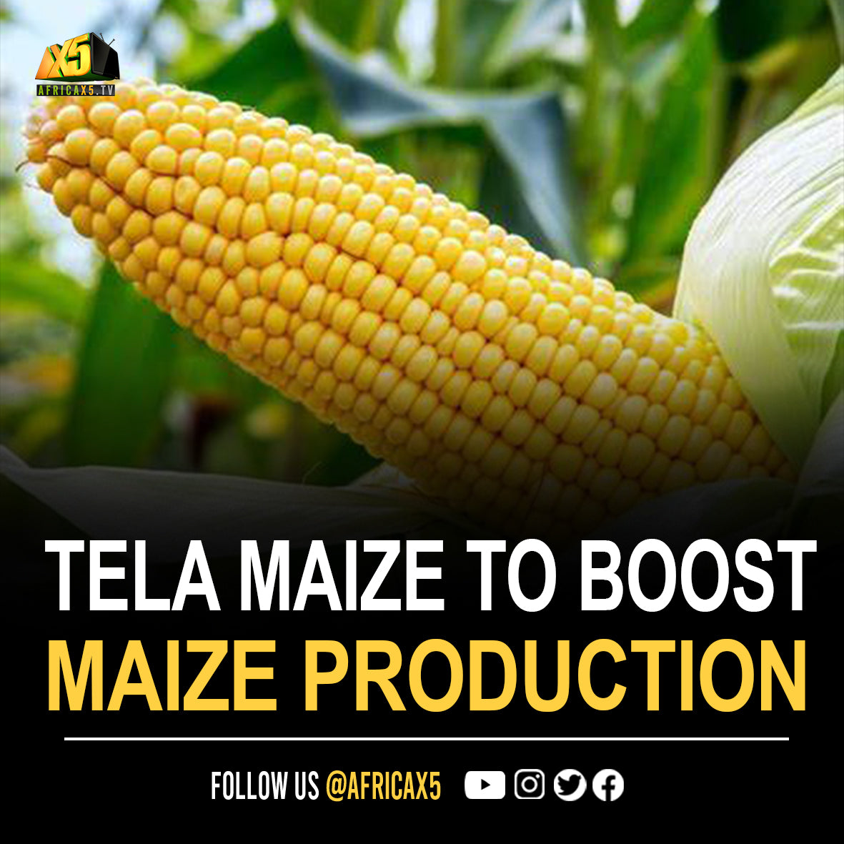 Tela Maize To Boost Nigeria's Maize Production - Expert